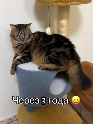 Волшебство ❤️ #котики #израилькотик #котизм #маринакоган