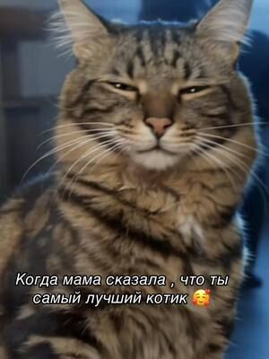 Лучший в мире котик ♥️#маринакоган #котизм #котикизраиль #лучшийвмирекотик #врекомендации