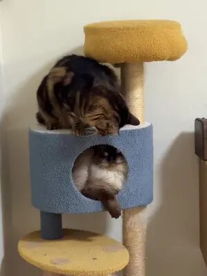 Домашнее видео 🤣 #котикиприколы #котикиизаиль #маринакоган #фунтик #котизм