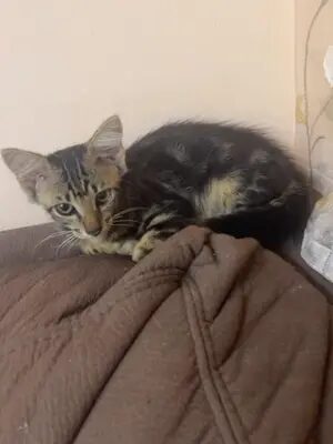 Наш малыш Ошер , наш Тигр 🥹 #котики #врек #врекомендации #израилькоты #маринакоган