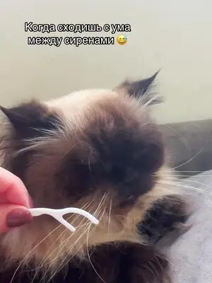 #маринакоган #котикиизраиль #врекомендации #приколы #игранаусах