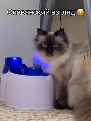 Славянский взгляд в Израиле 🤣 #котывизраиле #славянскийвзгляд #маринакоган #котизм #врекомендации