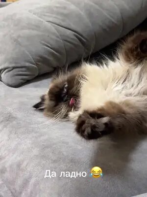 Котизм 😂 #шерсть #котики #израиль #юмор #маринакоган